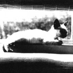 Кошка Маркус  американского актёра Джеймса Ди, подарок от Элизабет Тейлор
